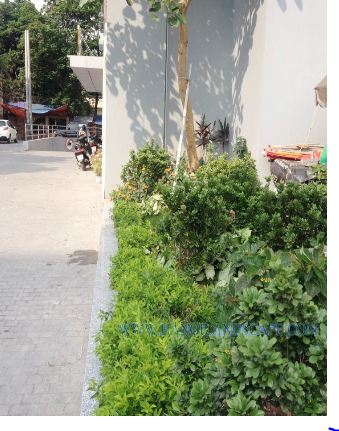 Dự án cây xanh Giảng Võ, Hà Nội